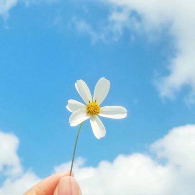 天天中彩票下载手机版